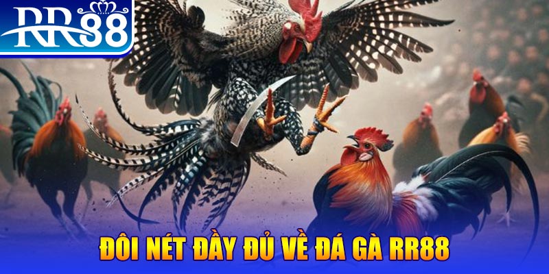 8kbet gà chọi hoà phong