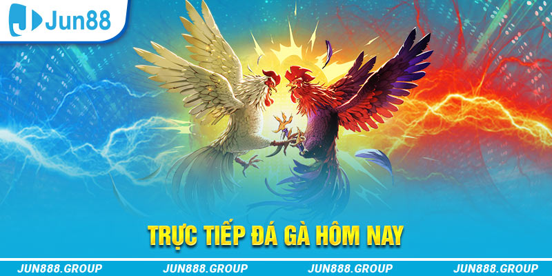 8kbet trực tiếp đá gà thomo