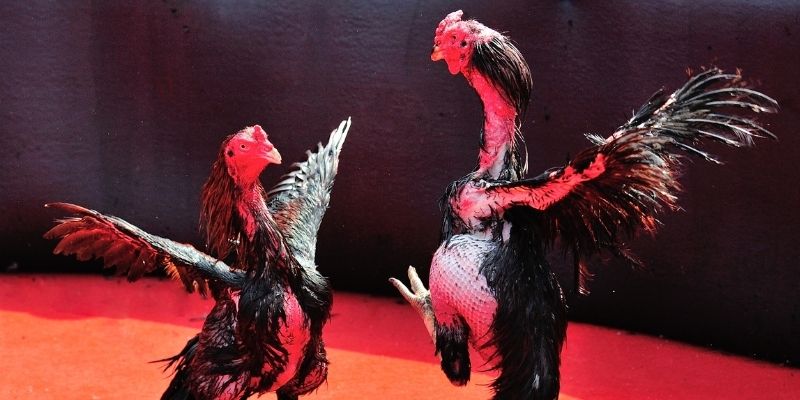 bắn cá đổi thưởng