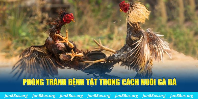 natural” trong baccarat nghĩa là gì？
