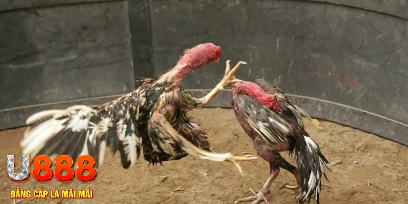8kbet xổ số hà nội hôm nay